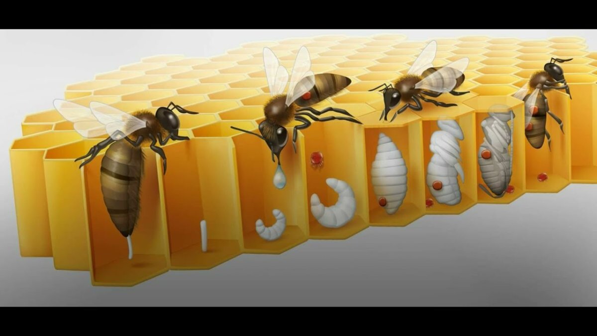 Стадии развития медоносной пчелы