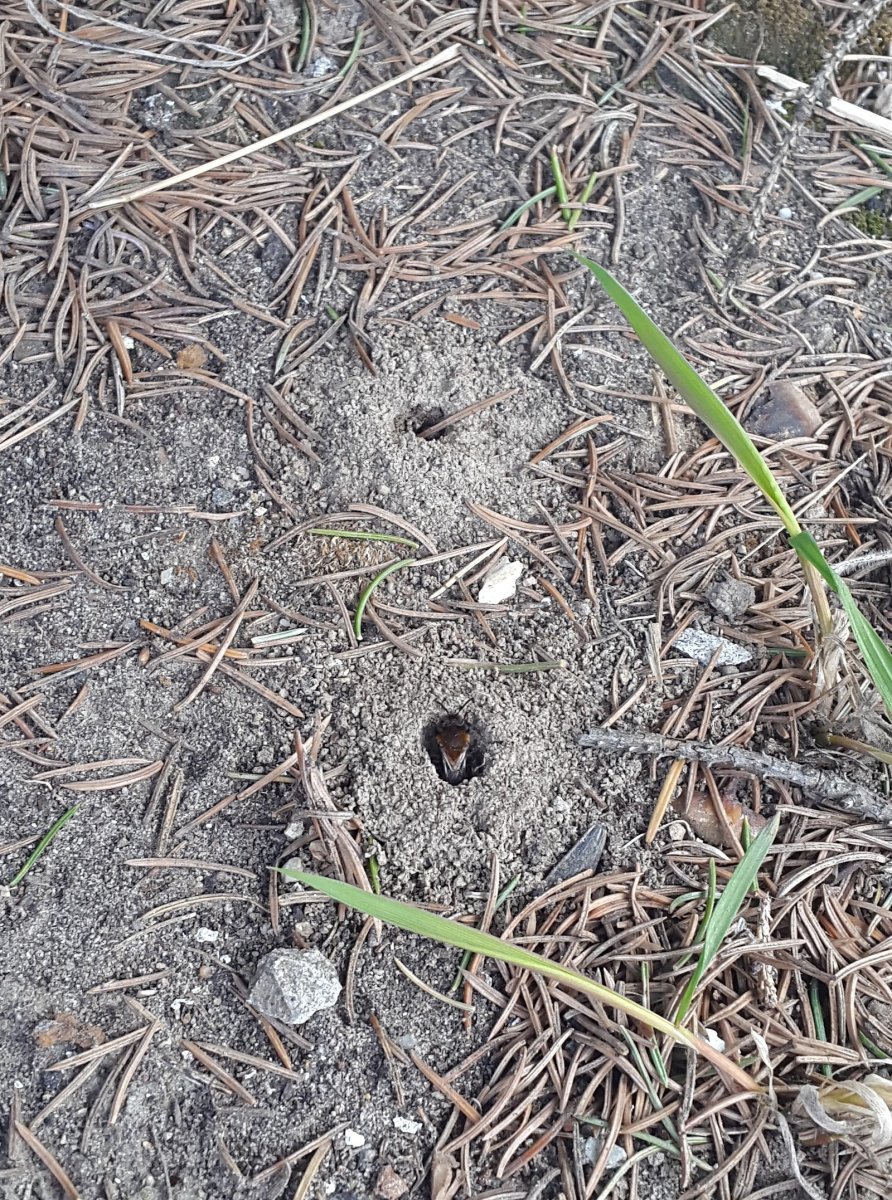 Земляное осиное гнездо