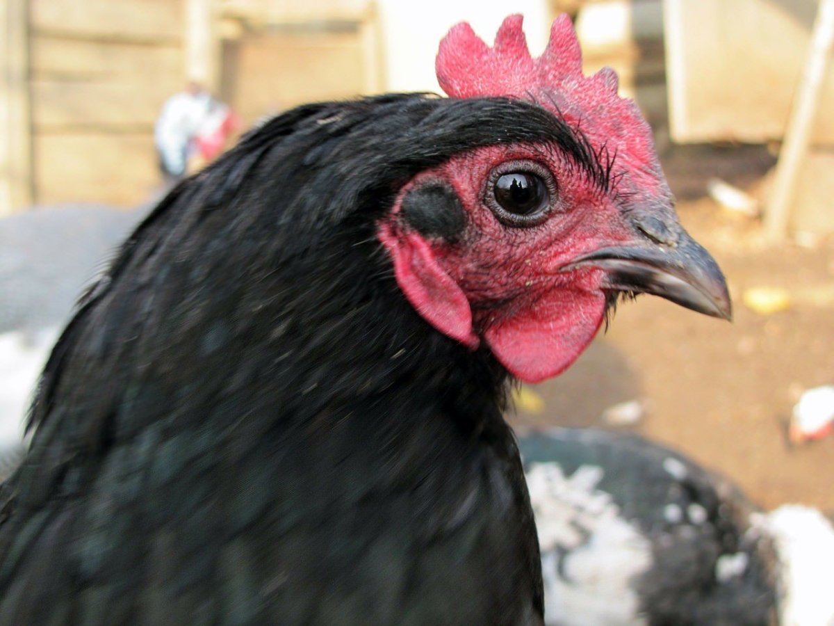 Куры с черными глазами