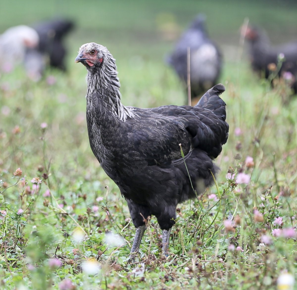 Куры эйленбард