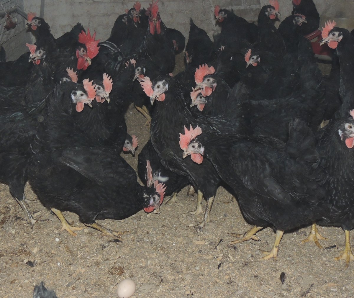 Панциревская порода кур