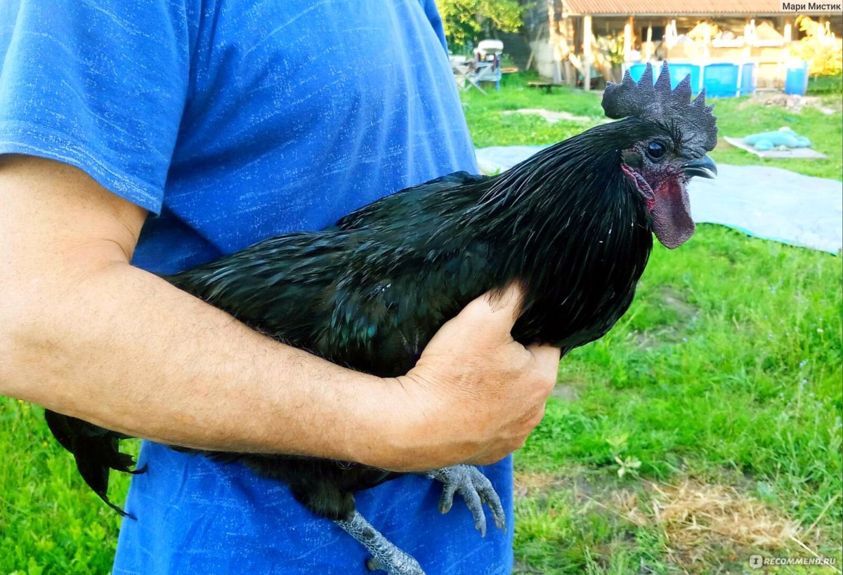 Порода куриц Ухейилюй