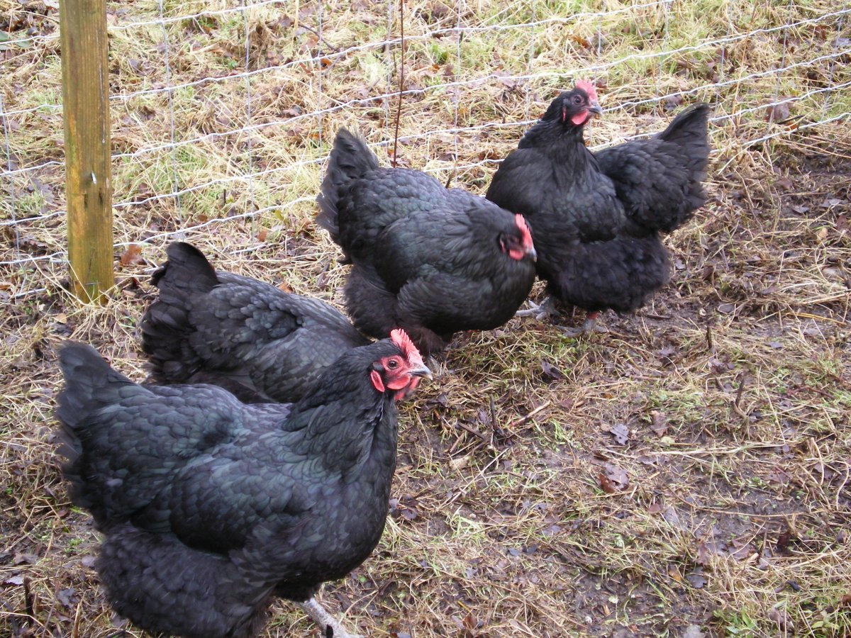 Австралорп куры