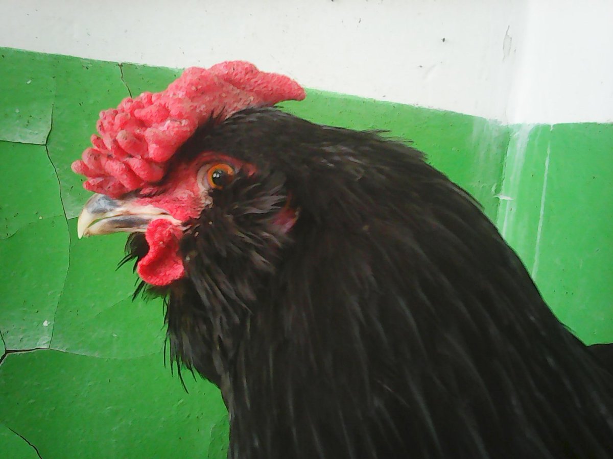 Куры с розовидным гребнем породы