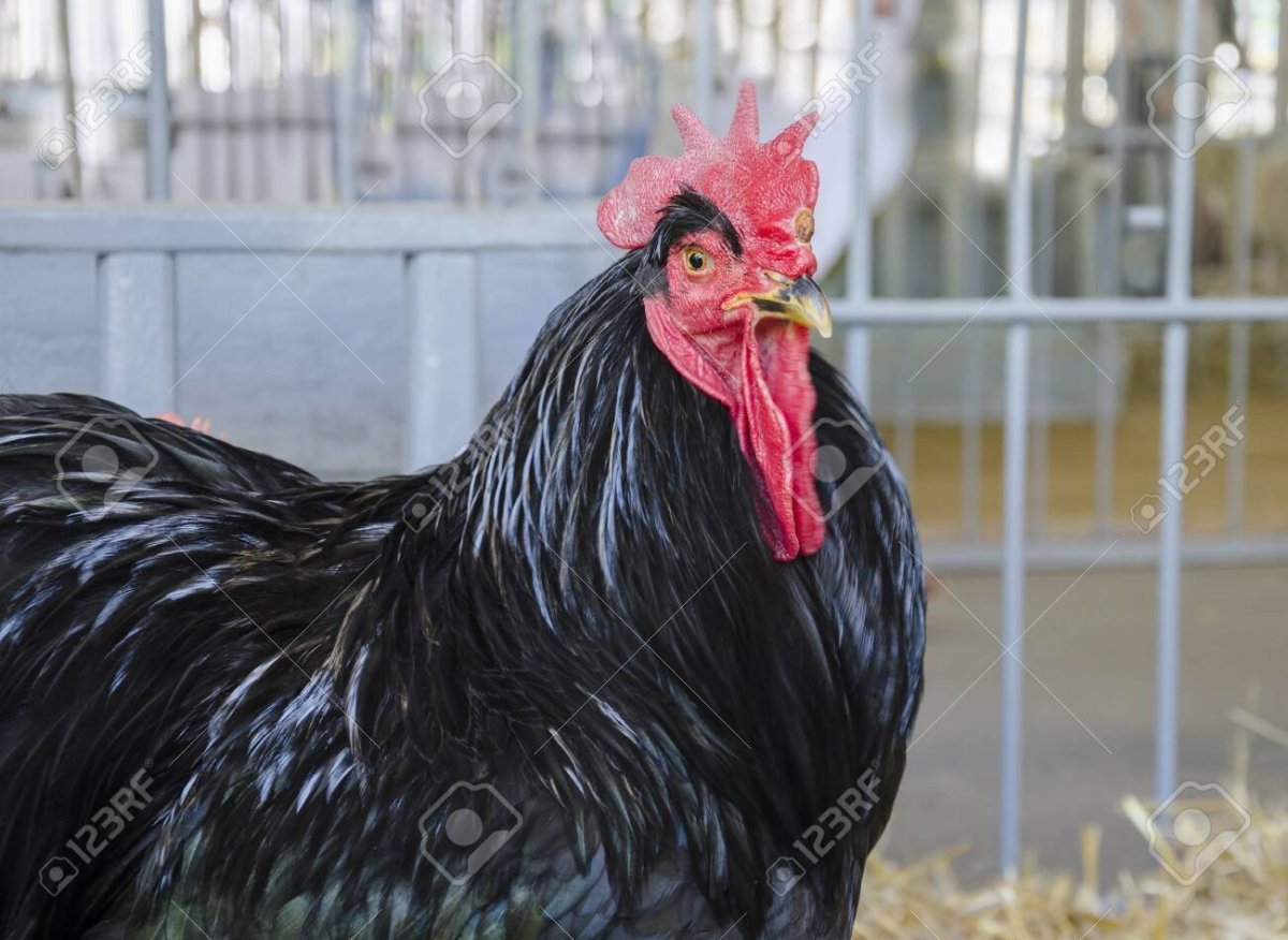 Черный петух с красным гребешком