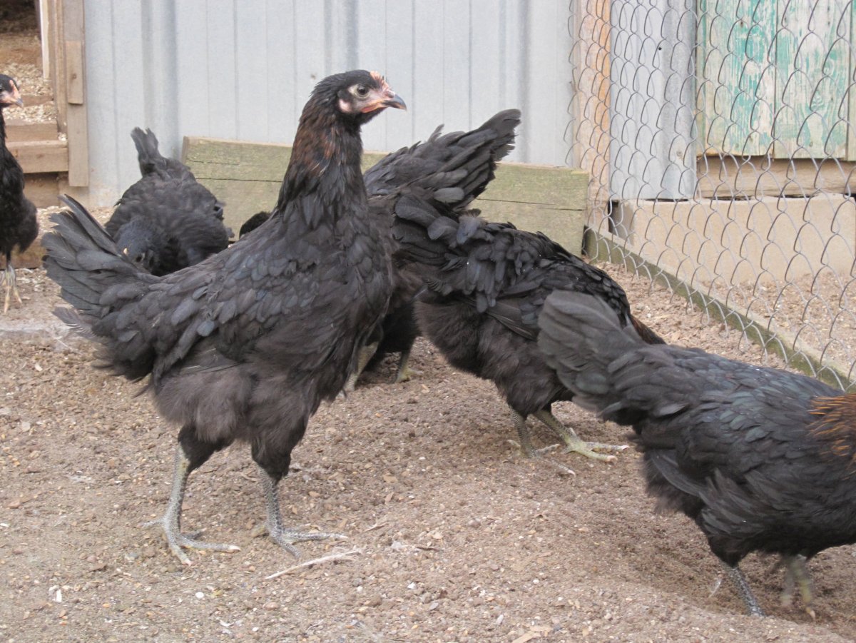 Породы кур несушек Московская черная