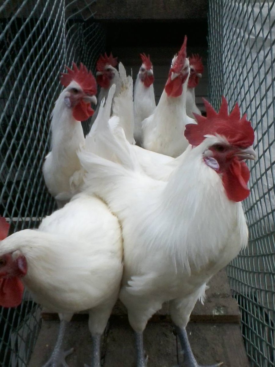 Бресс Галльская курица