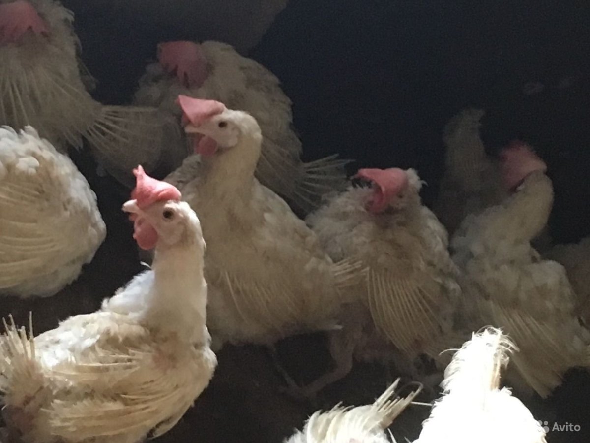 Куры белые с большим гребнем