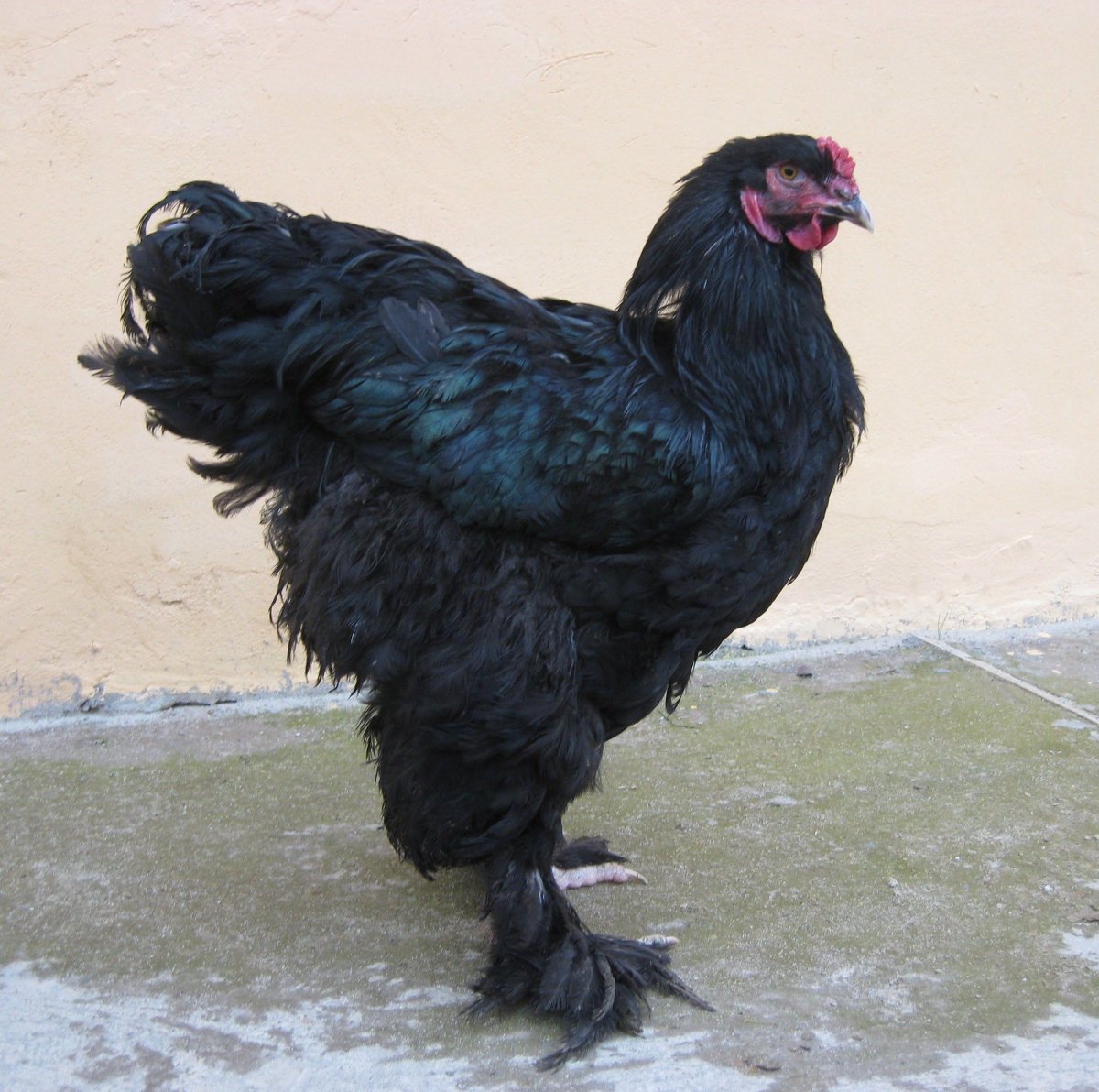 Петух Брама черный