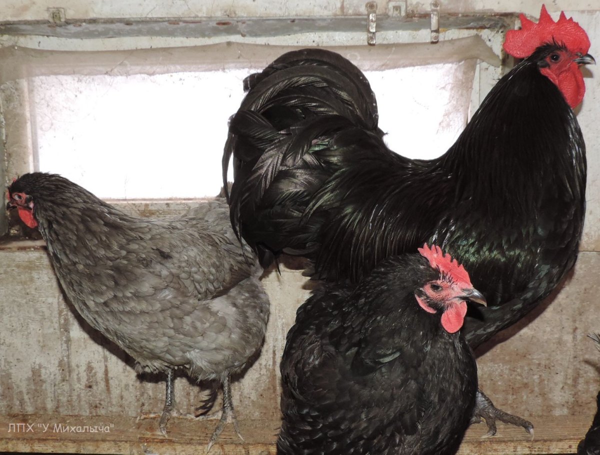 Куры Леггорн черные