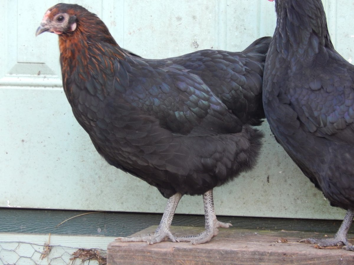 Куры моравские черные