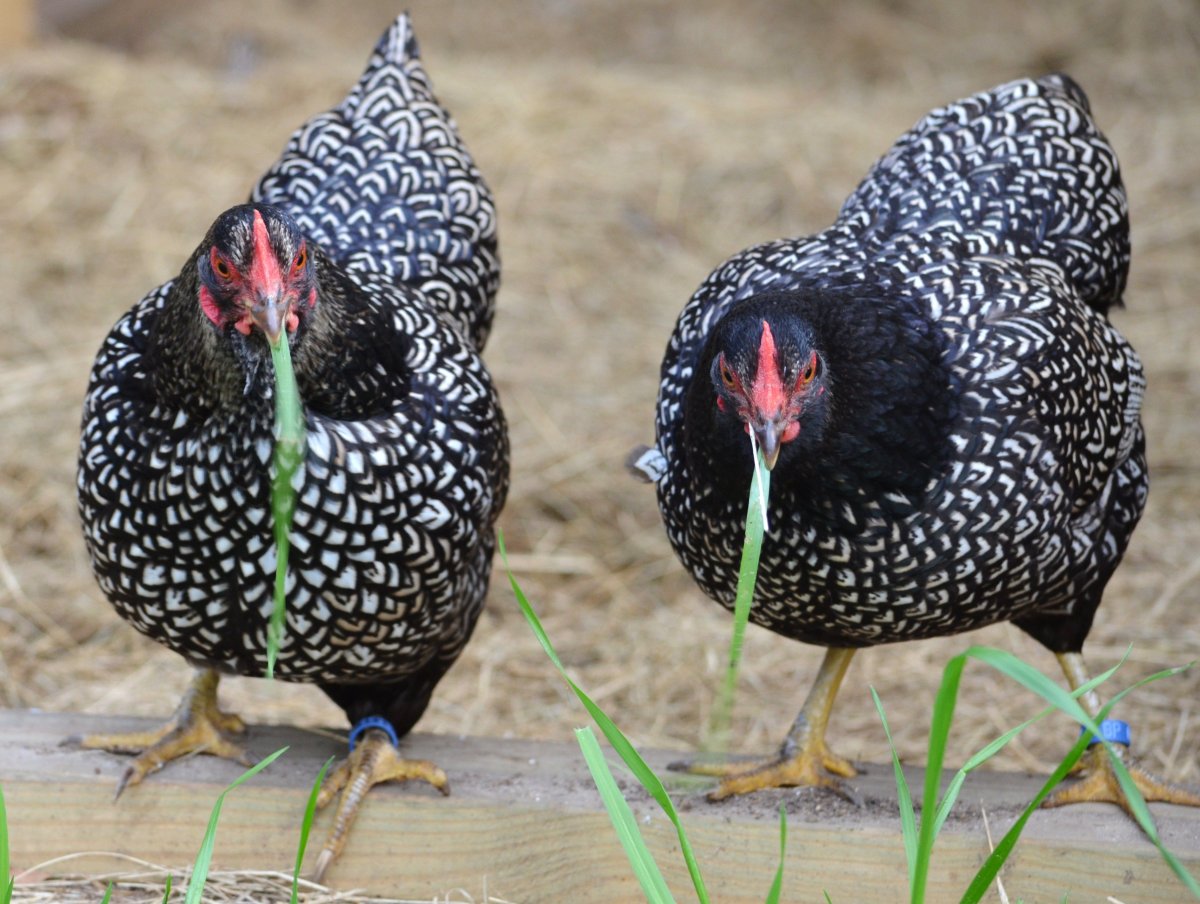 Куры породы Барневельдер