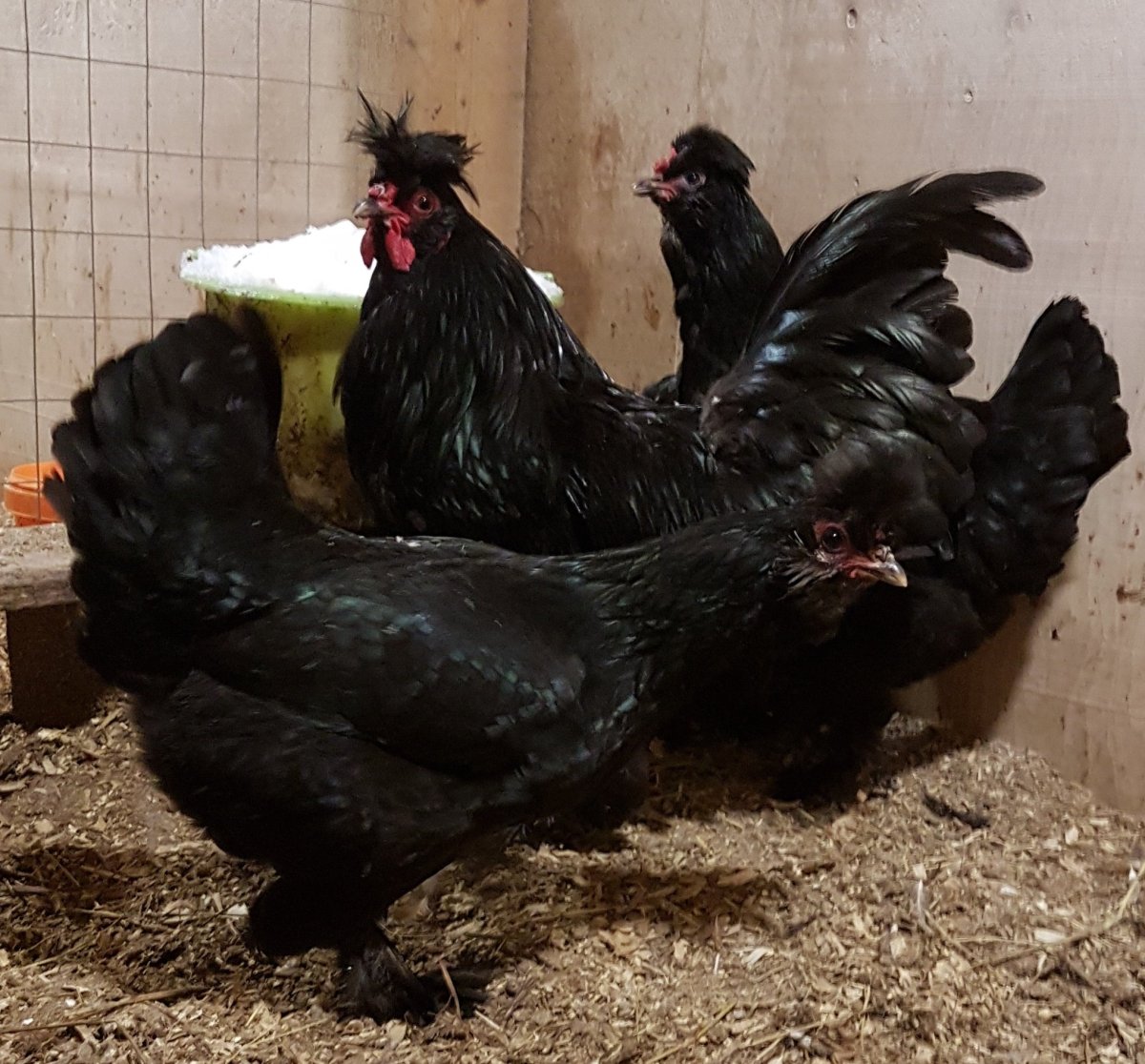 Куры породы Доминант Московская черная