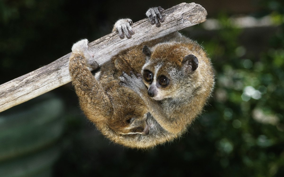 Лемур Лори толстый