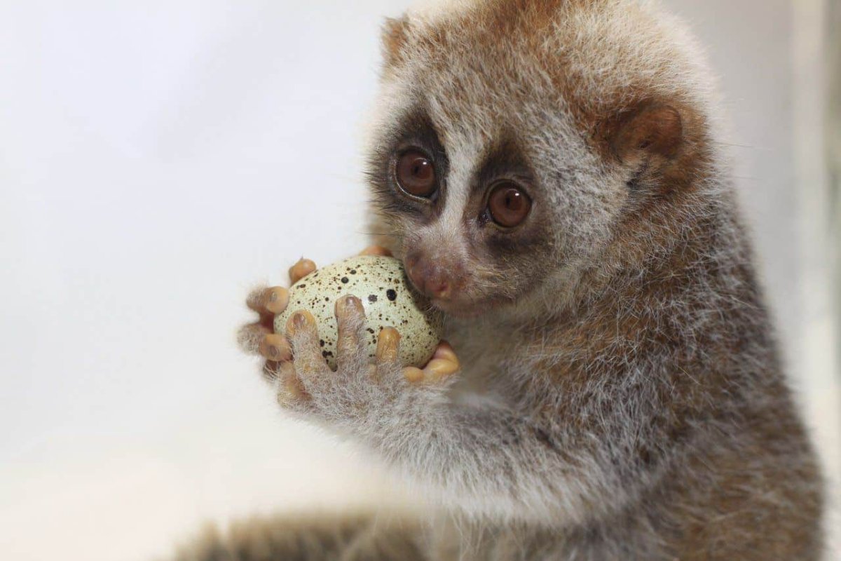 Карликовый лемур Лори