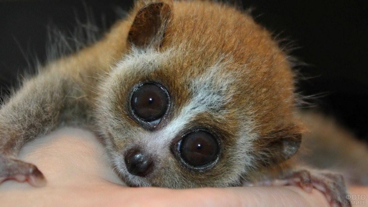 Лемур Лори маленький