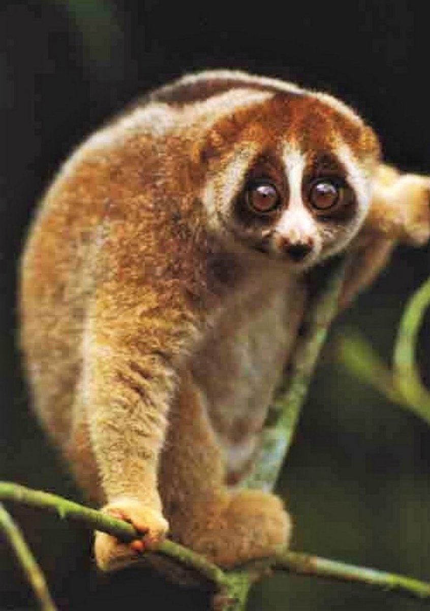Лемур Лори
