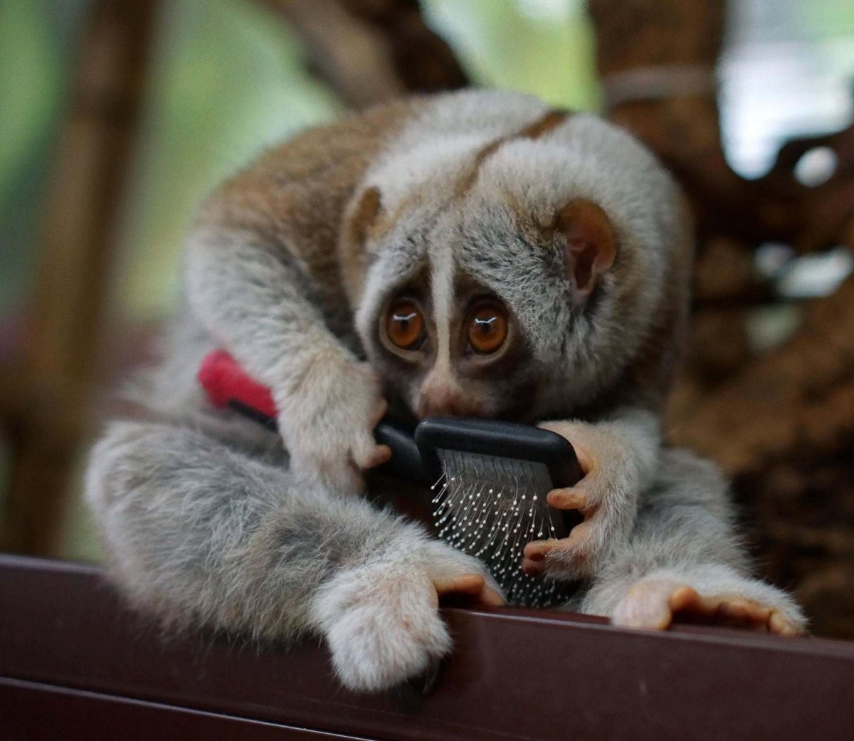 Лемур Лори