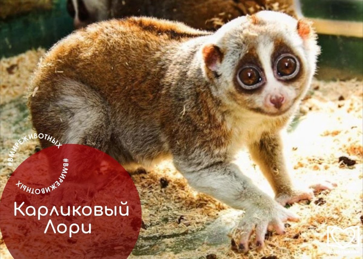 Лориевые приматы