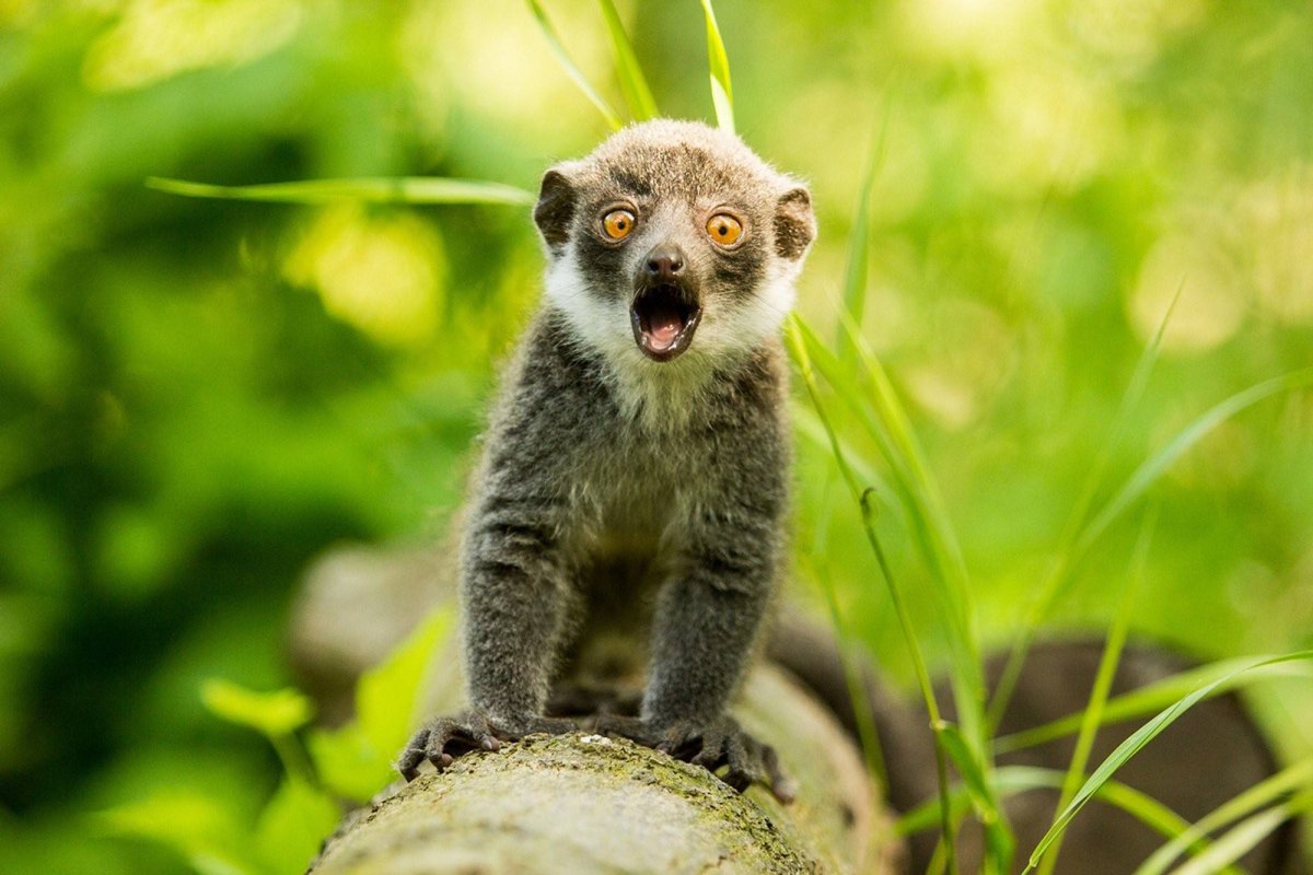 Галаго Мангуст