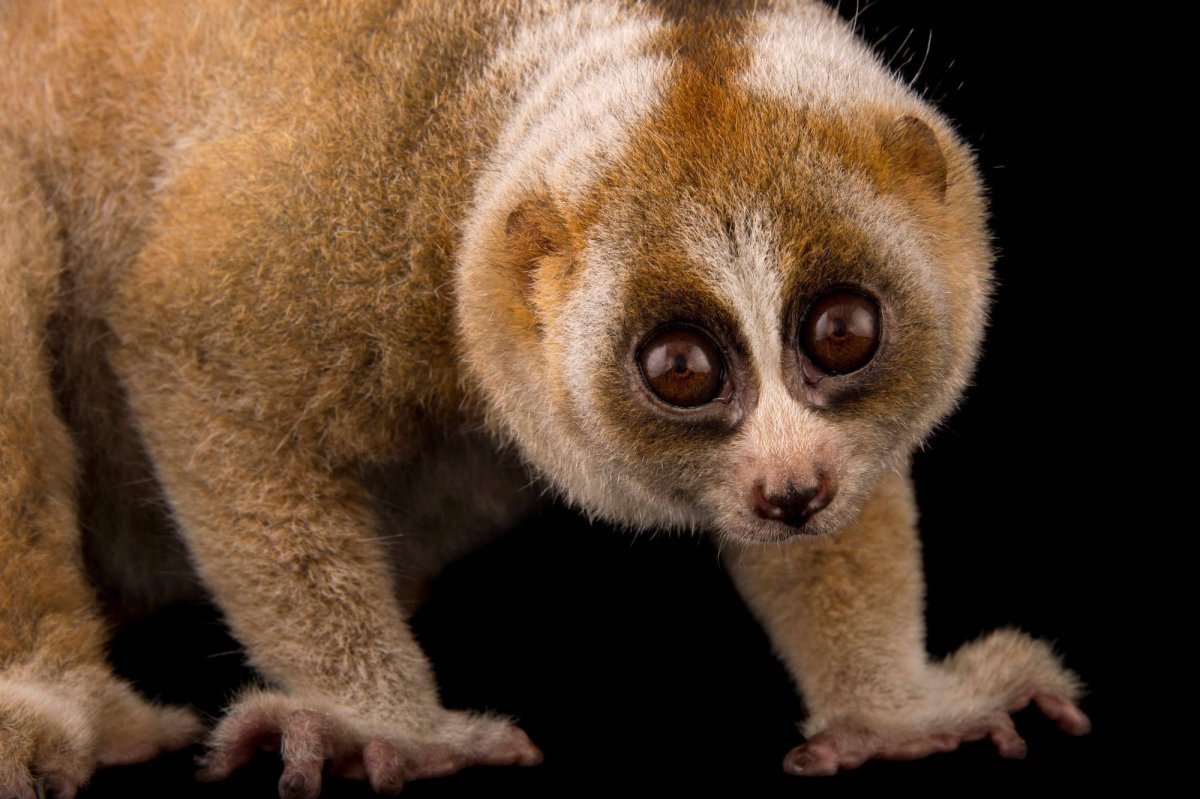 Лемур Лори толстый