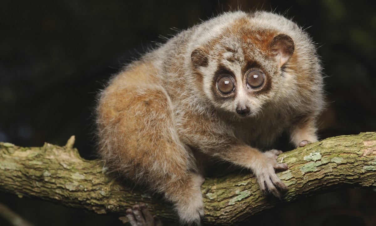 Лори галаго