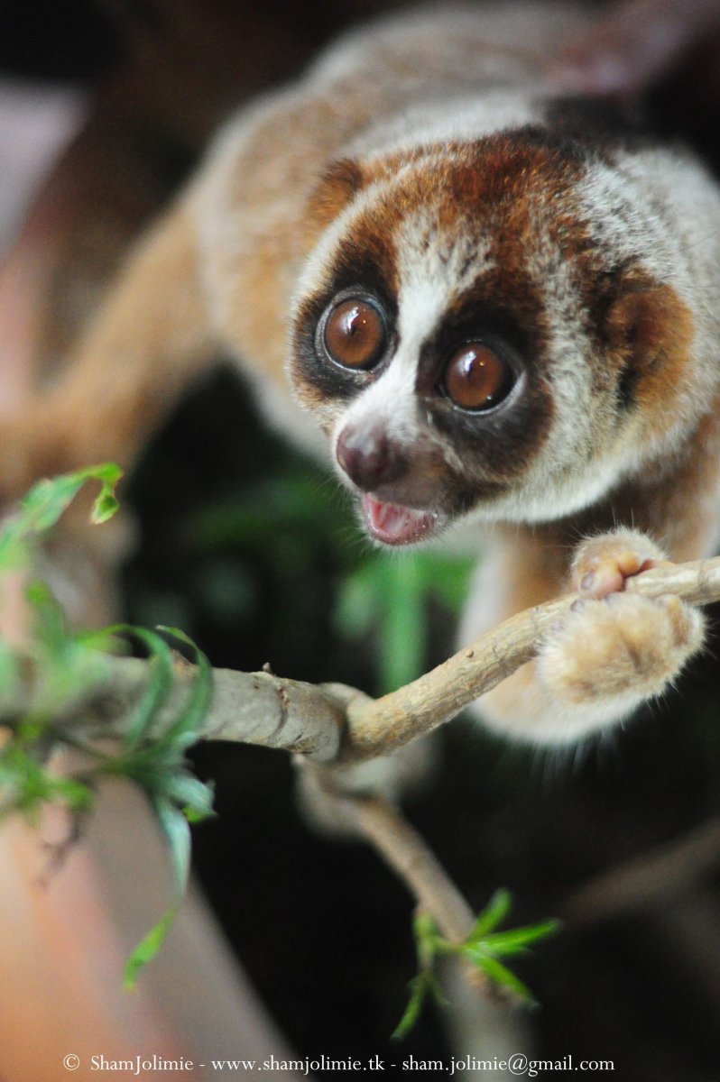 Лемур Лори