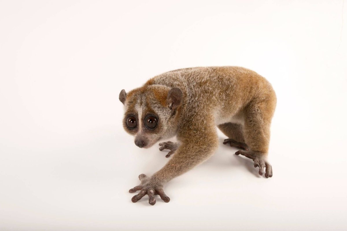 Галаго Бебра