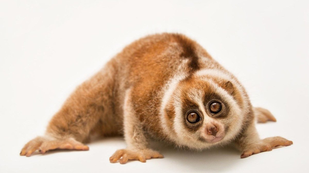 Примат толстый Лори