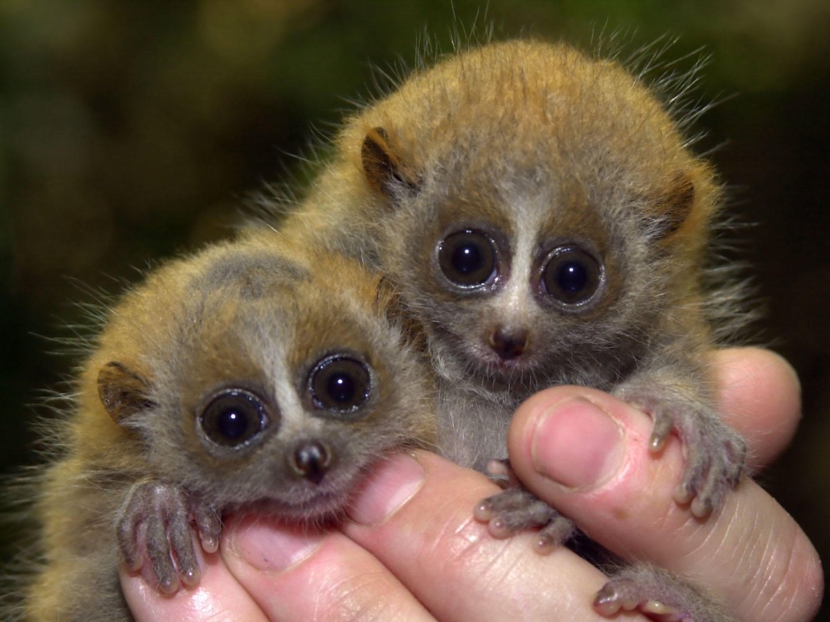 Лемур Лори детеныш