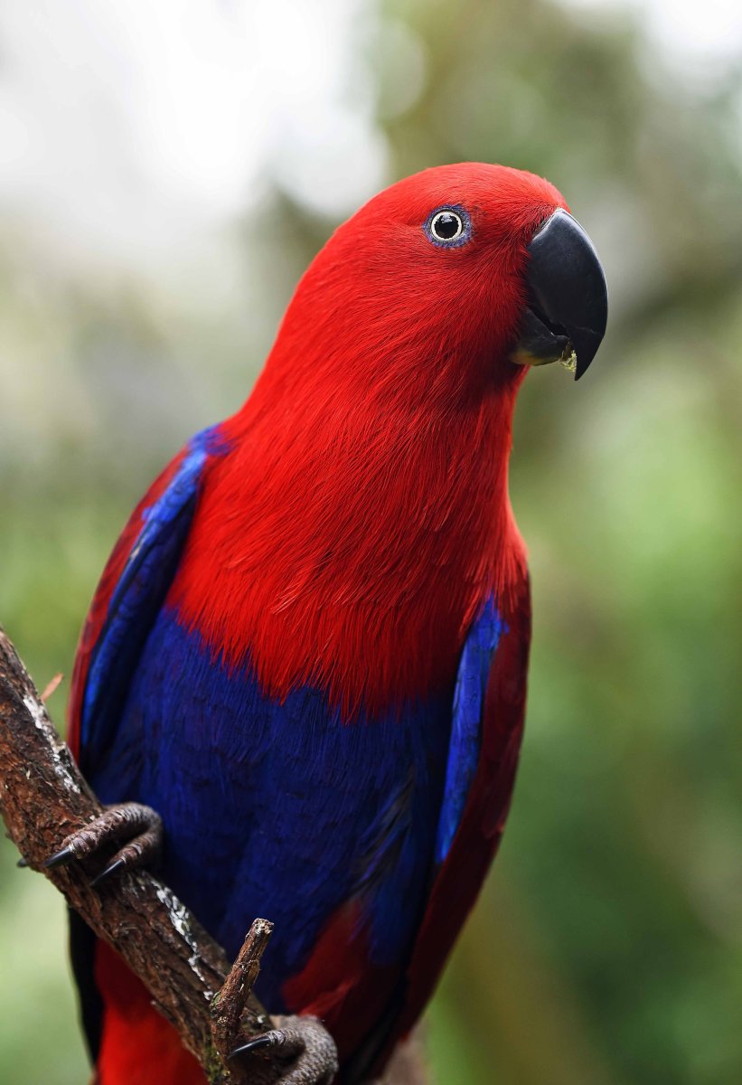 Эклектус попугай