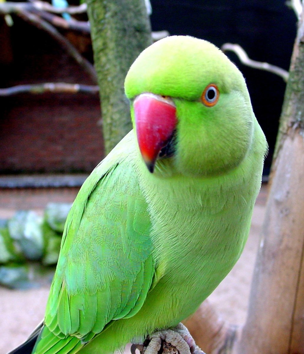 Indian ringneck попугай