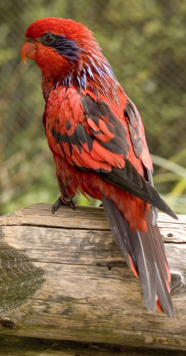 Попугай Синеухий красный Лори