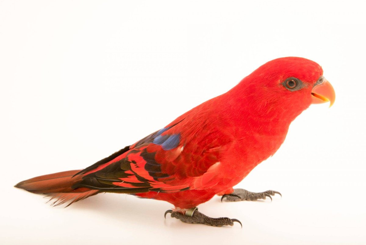 EOS Bornea красный Лори