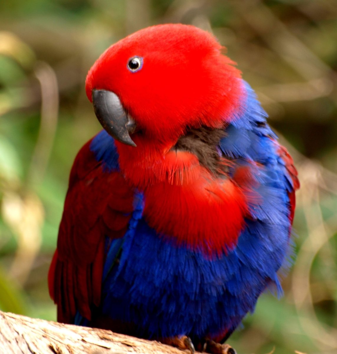Попугай лорикет красный