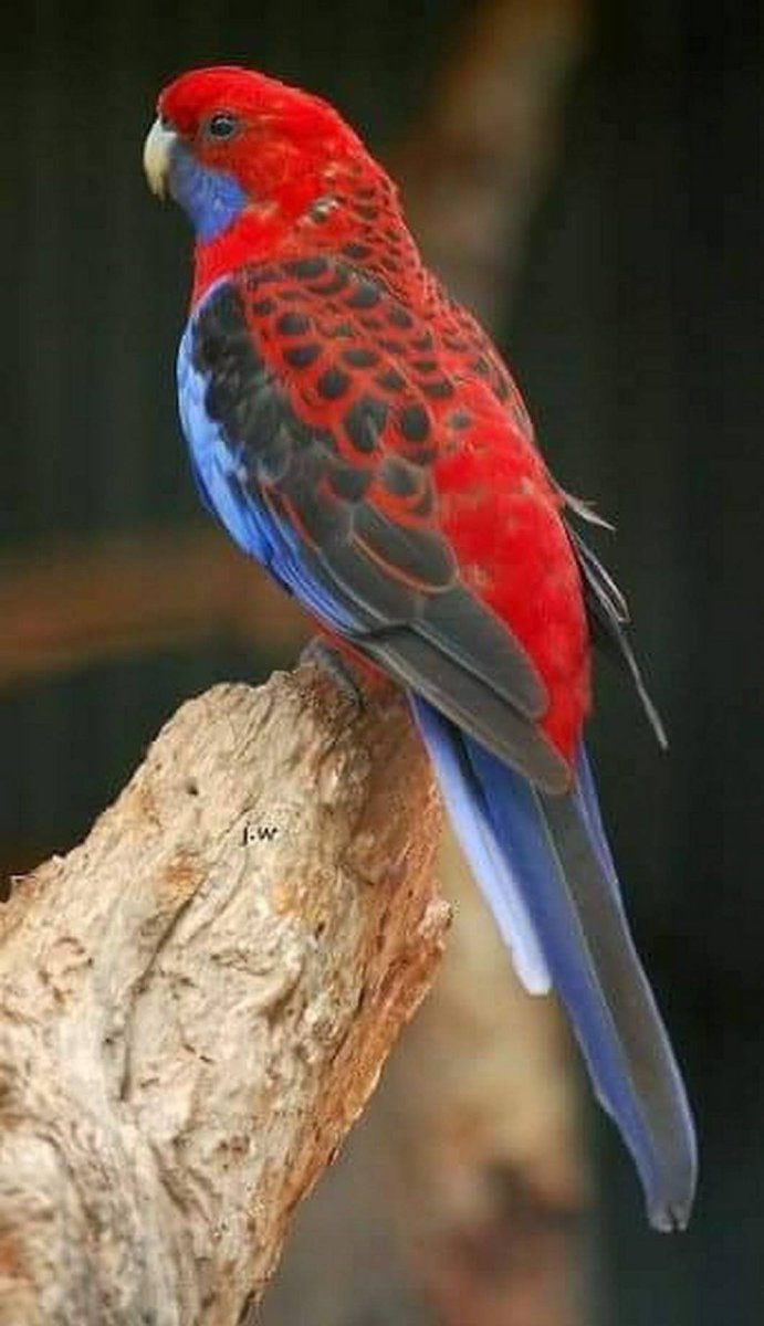 Попугай Розелла