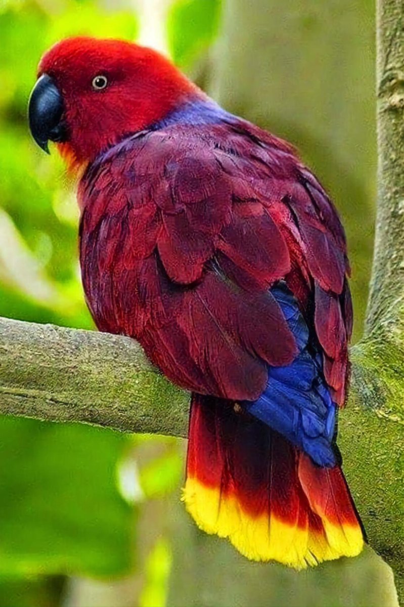 Эклектус попугай