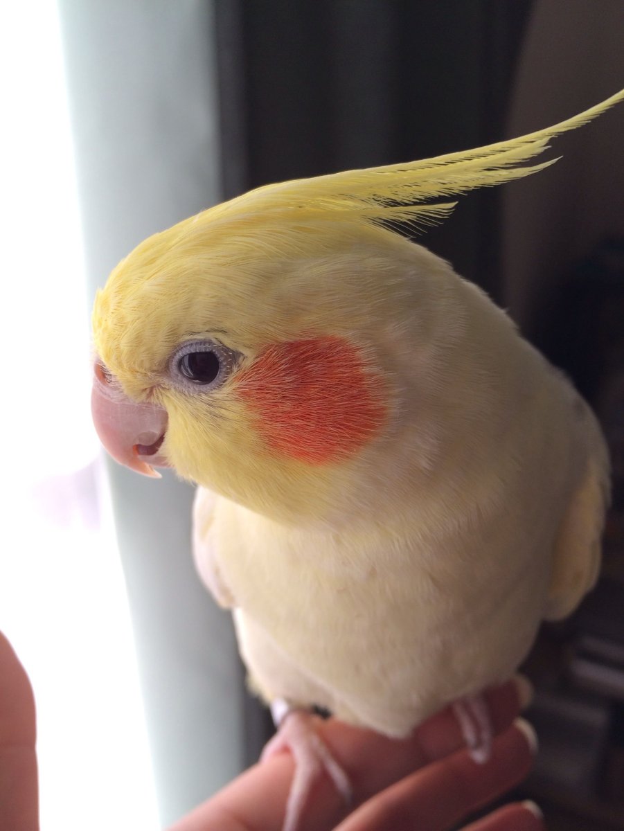 Попугаи неразлучники и корелла.