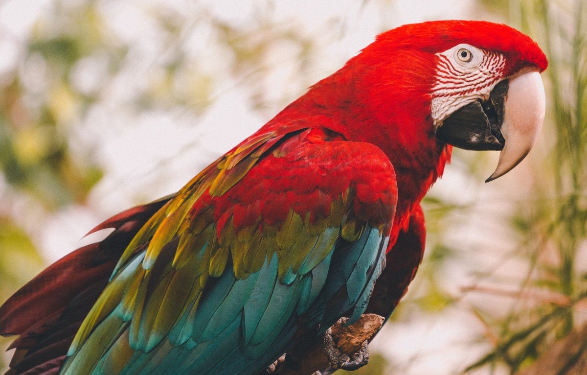 Красный попугай