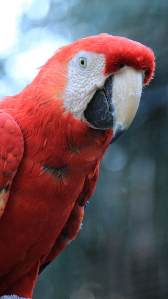 Красный попугай порода