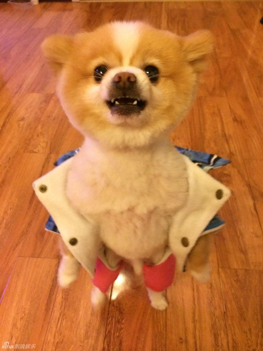 Шпиц стрижка прикол