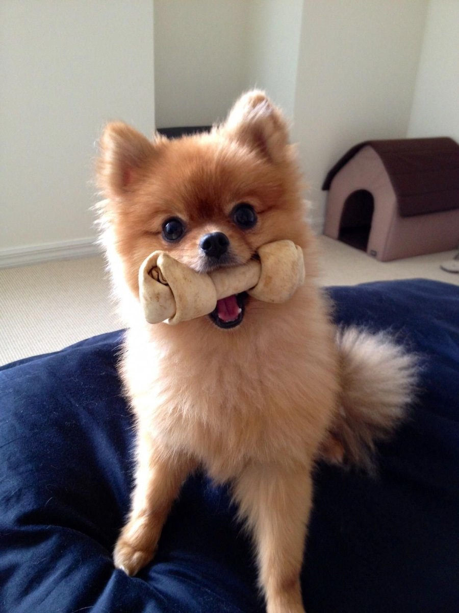 Помиранскмй шпиц пострижен