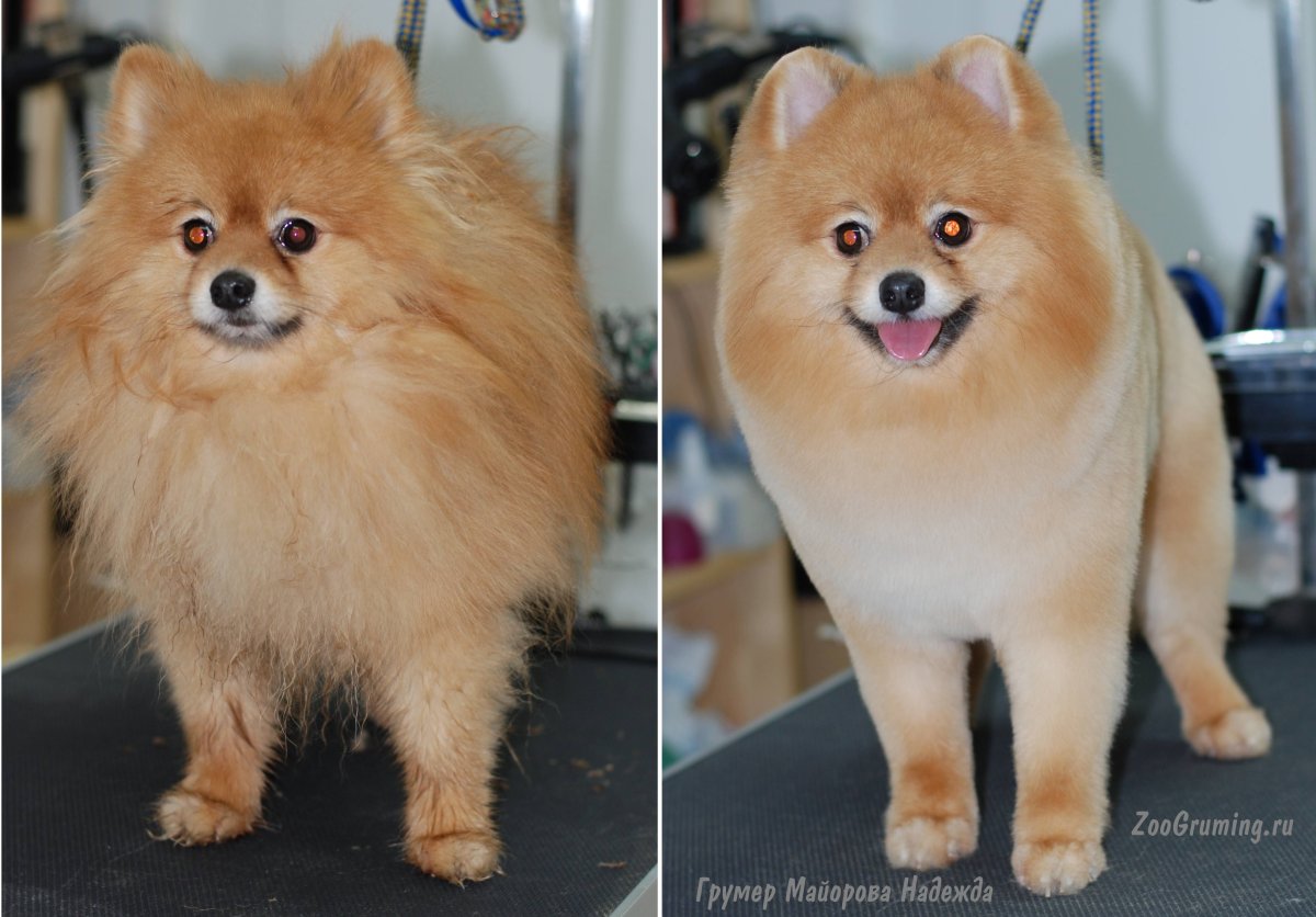Померанский шпиц груминг