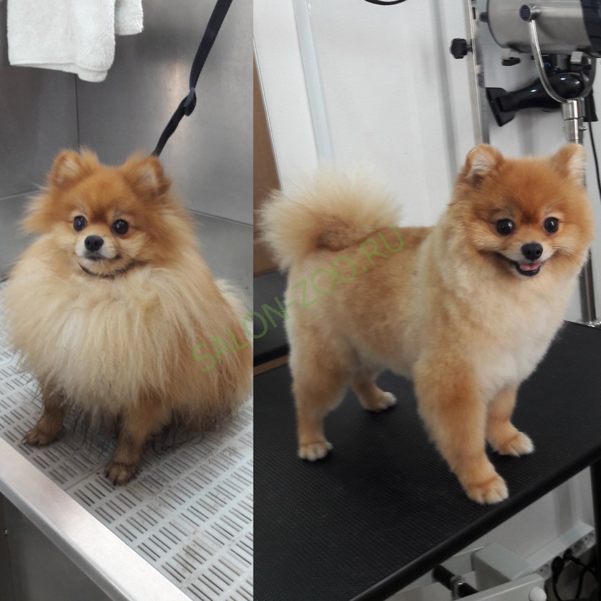 Шпиц постриганые шпиц немецкий