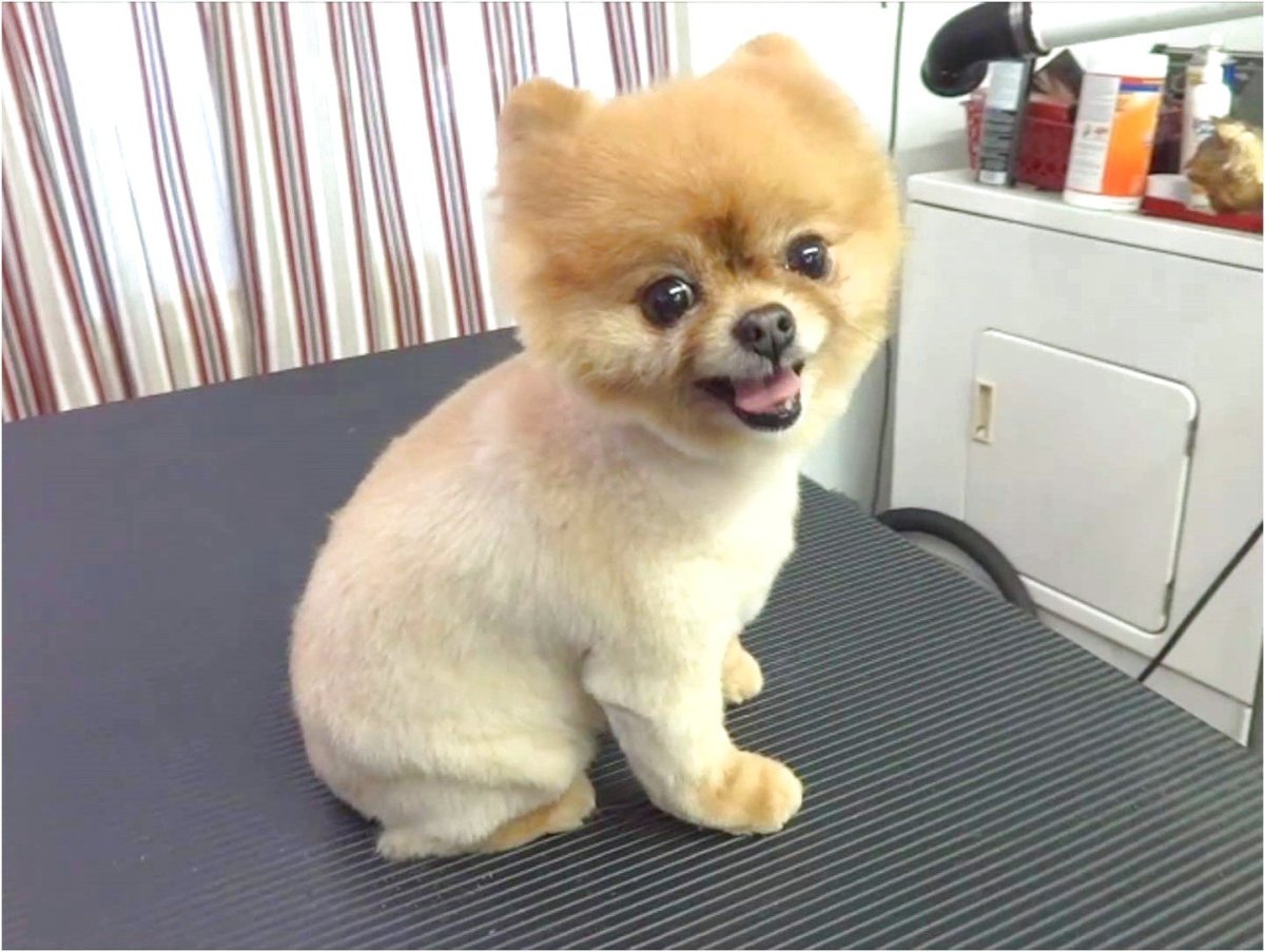 Побритый померанский шпиц