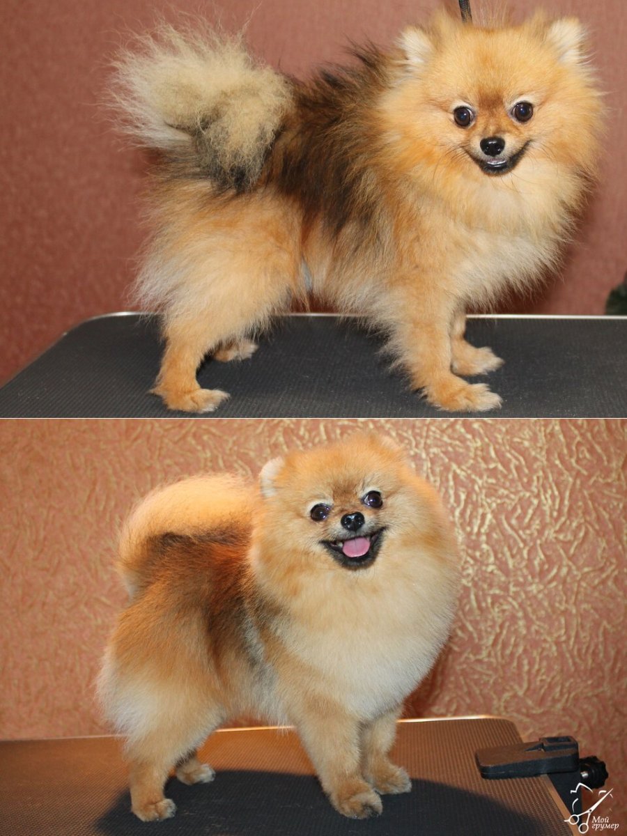 Померанский шпиц грумер