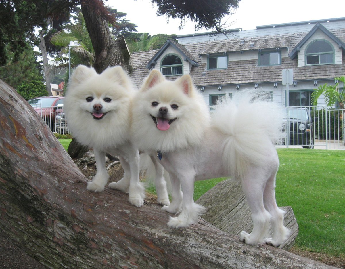 Смешные Шпицы