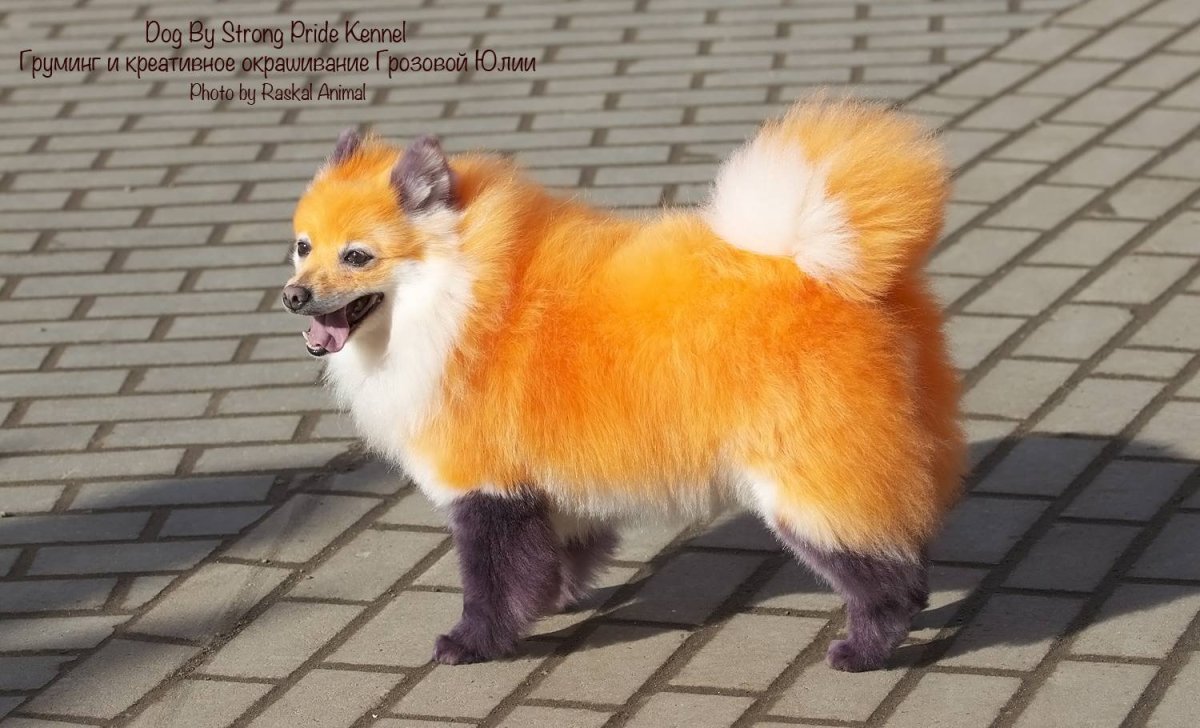 Шпиц с крашеным хвостом