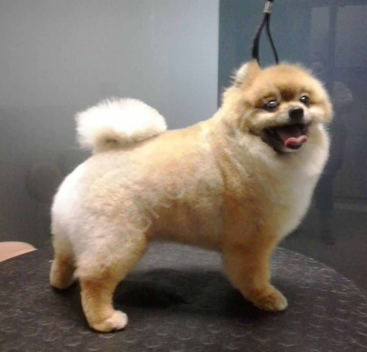 Карликовый померанский шпиц подстриженный