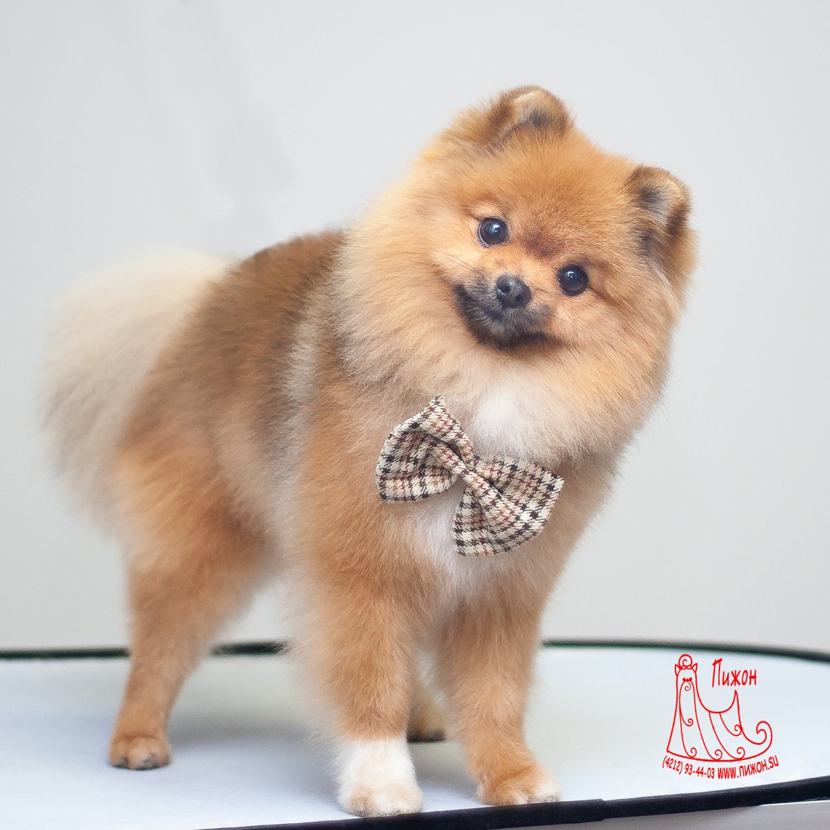 Померанский шпиц стрижка стандарт